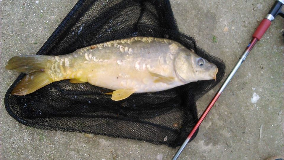 Carpa espejo o carpa royal